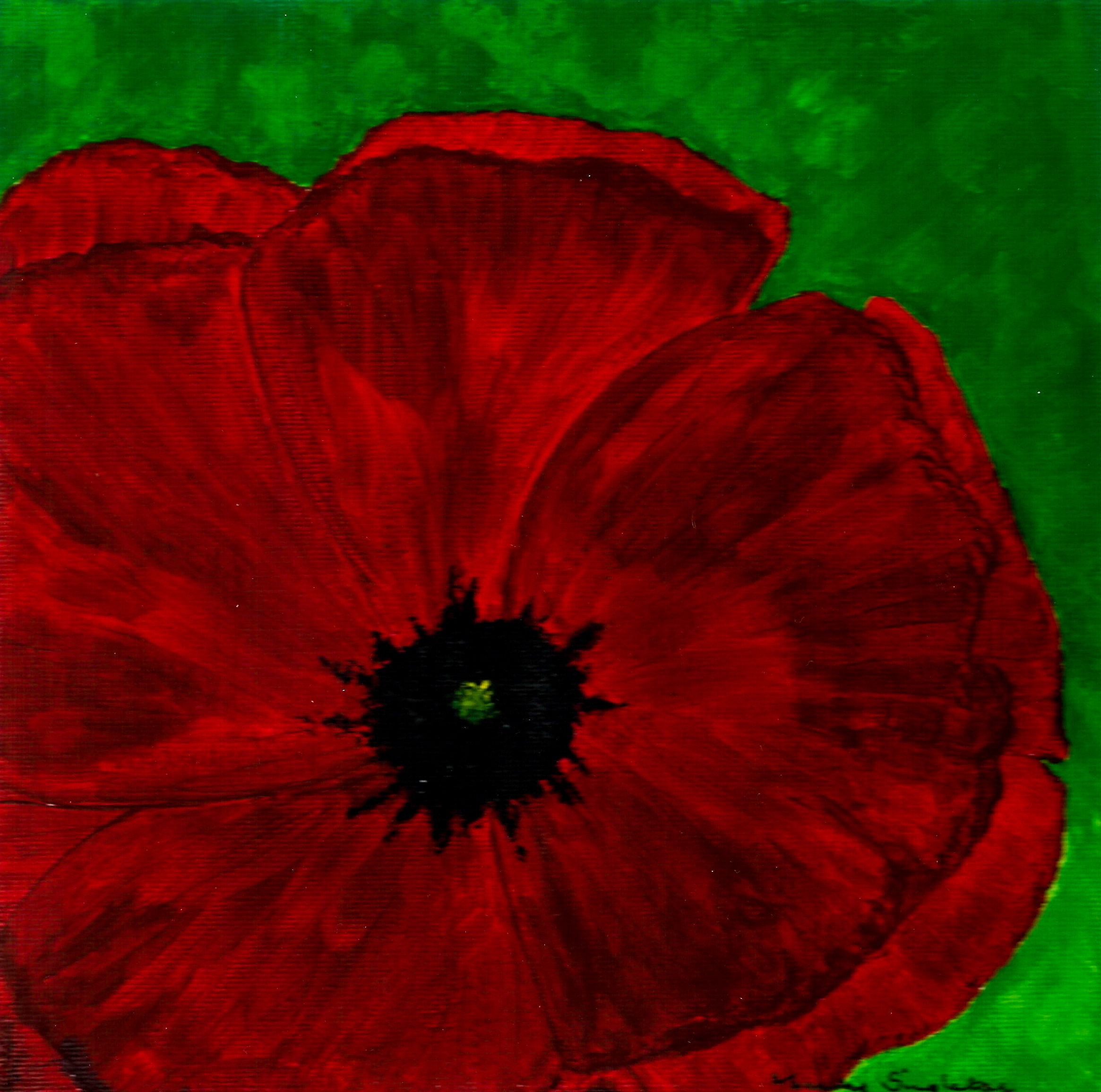 Red Poppy - Bold Flower Collection - Gallery