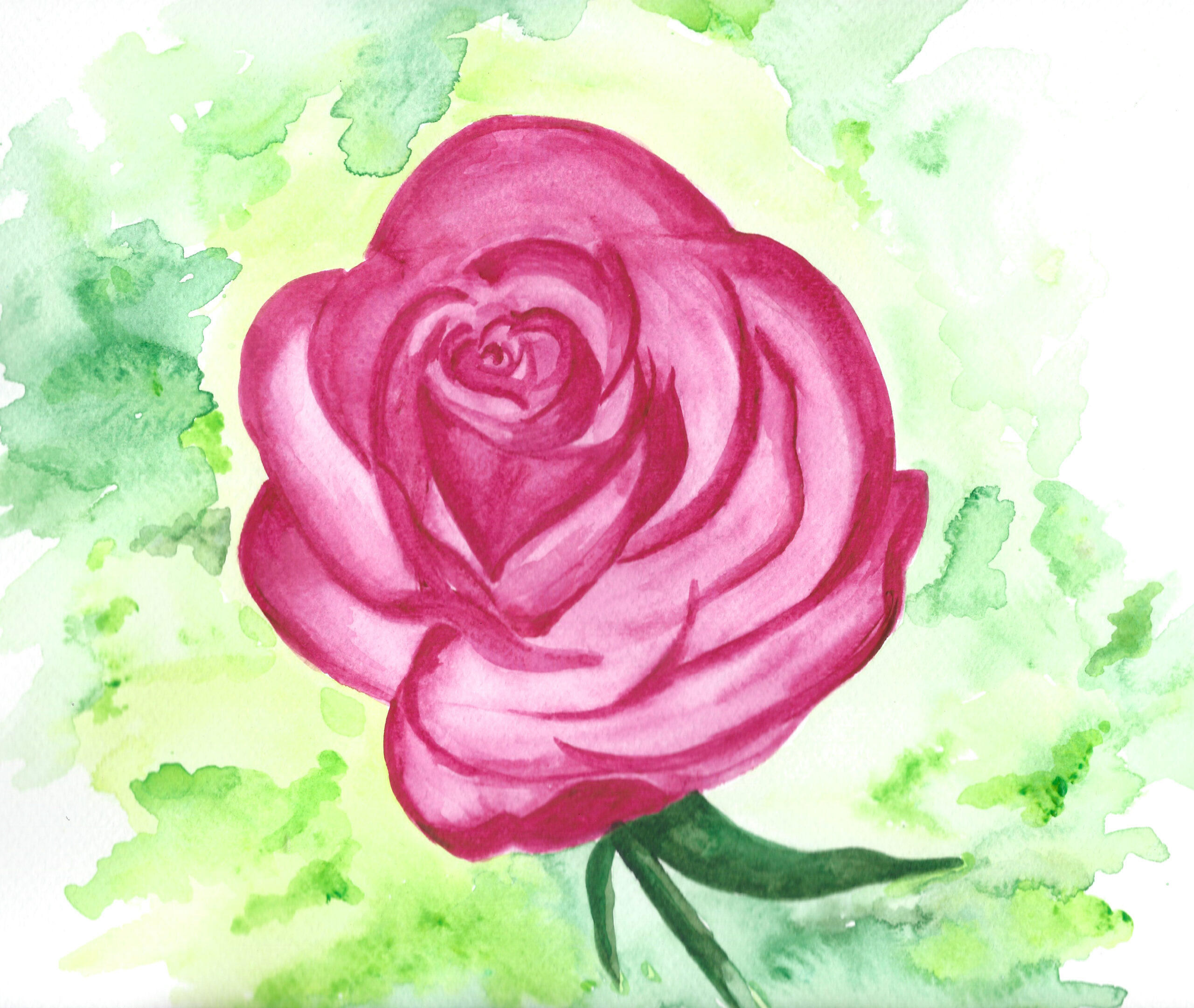 Pink Rose - Watercolour - Gallery
