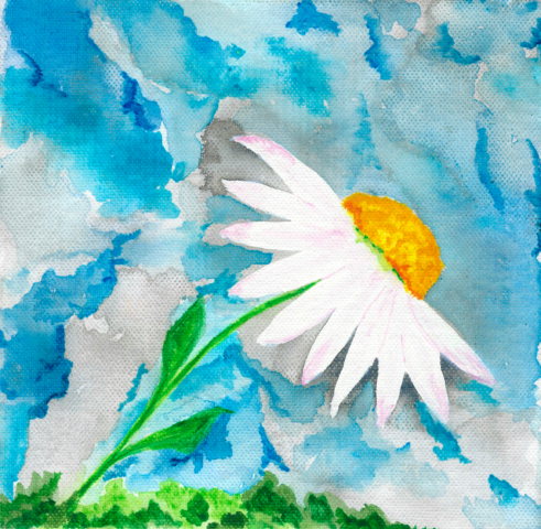 Solitary Daisy Reaches for the Sky - Watercolour - Gallery